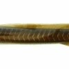 Baits Lures * | Discount Store Berkley Gulp! Eel